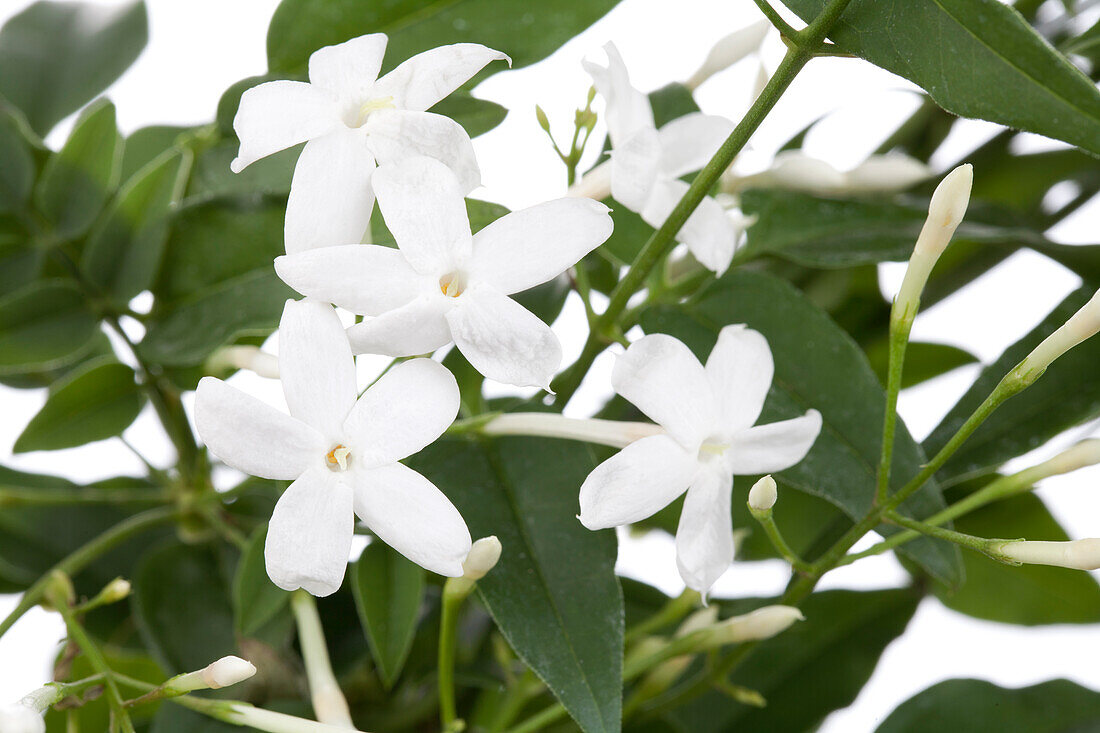 Jasminum polyanthum