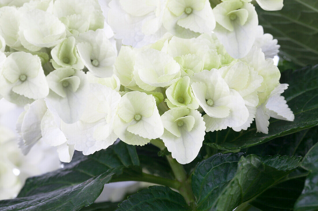 Hydrangea macrophylla, white