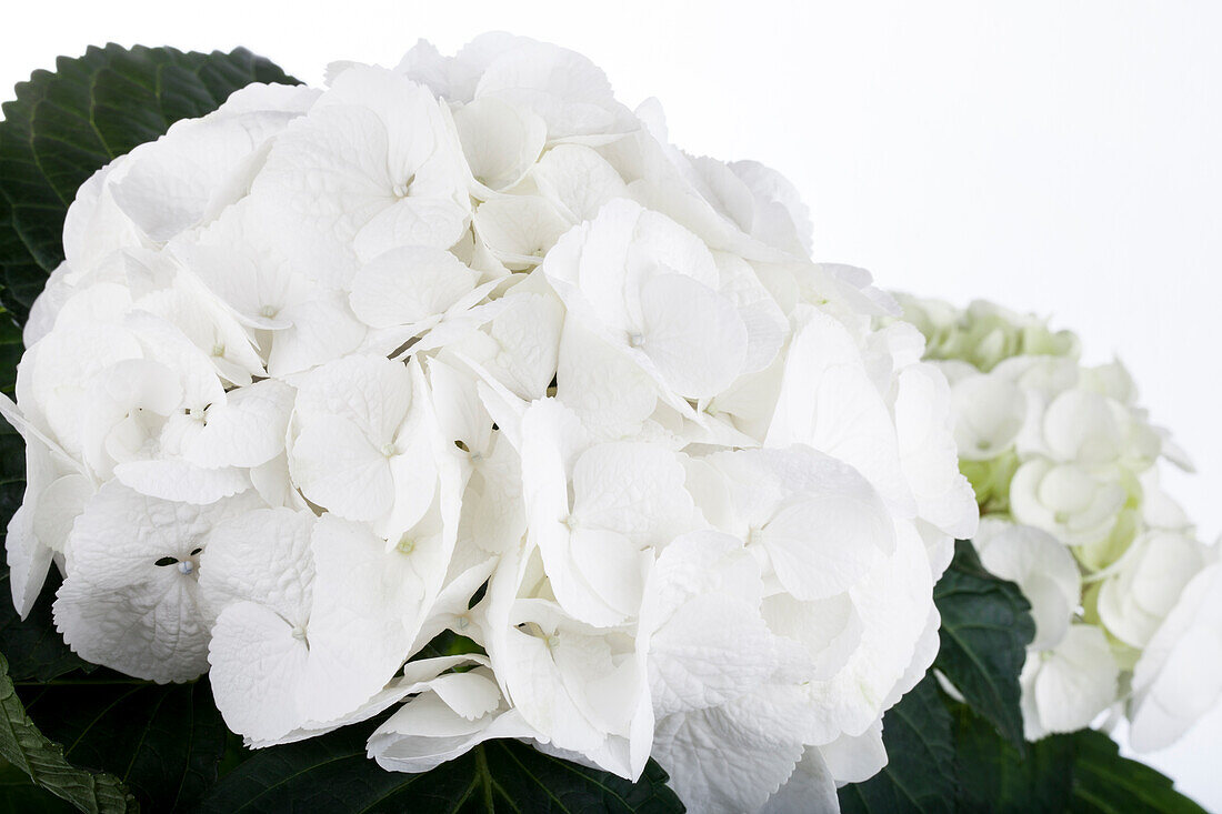 Hydrangea macrophylla, white