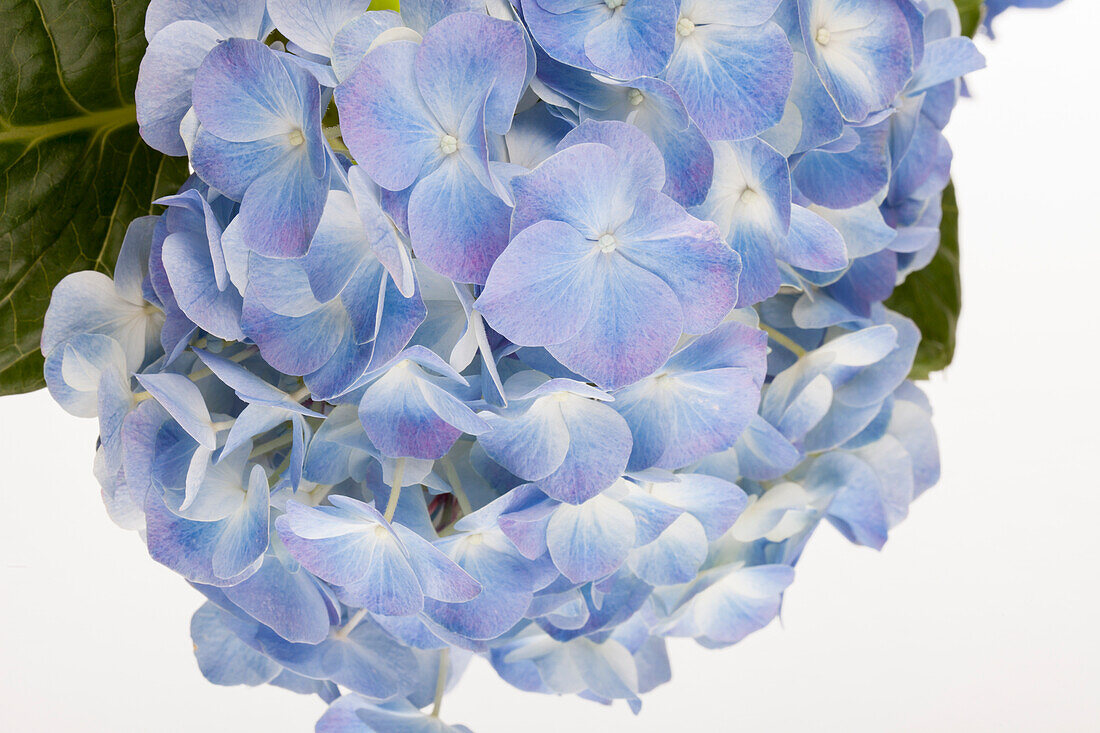 Hydrangea macrophylla, blue