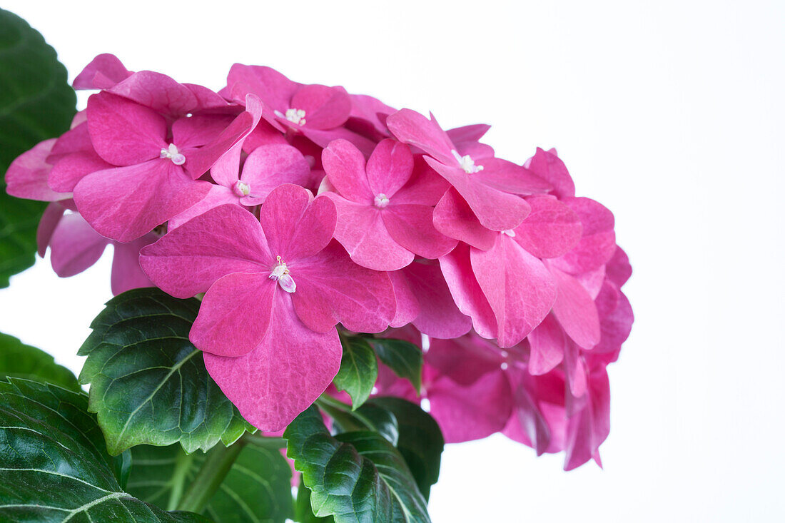 Hydrangea macrophylla