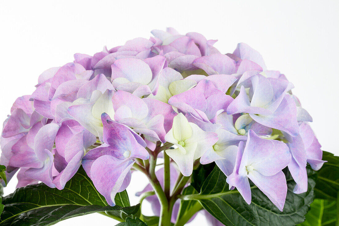 Hydrangea macrophylla 'Early Blue'(s)