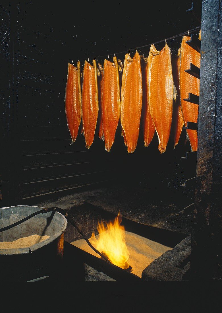 Lachsseiten räuchern auf traditionelle Weise überm Feuer
