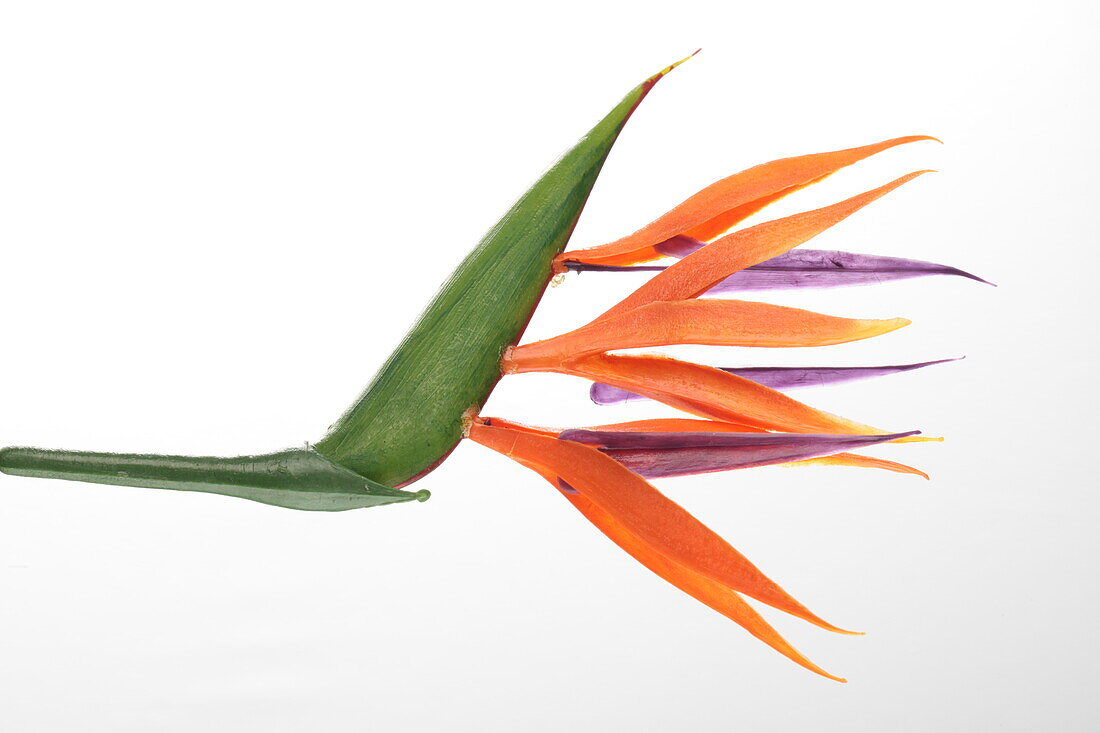 Strelitzia reginae