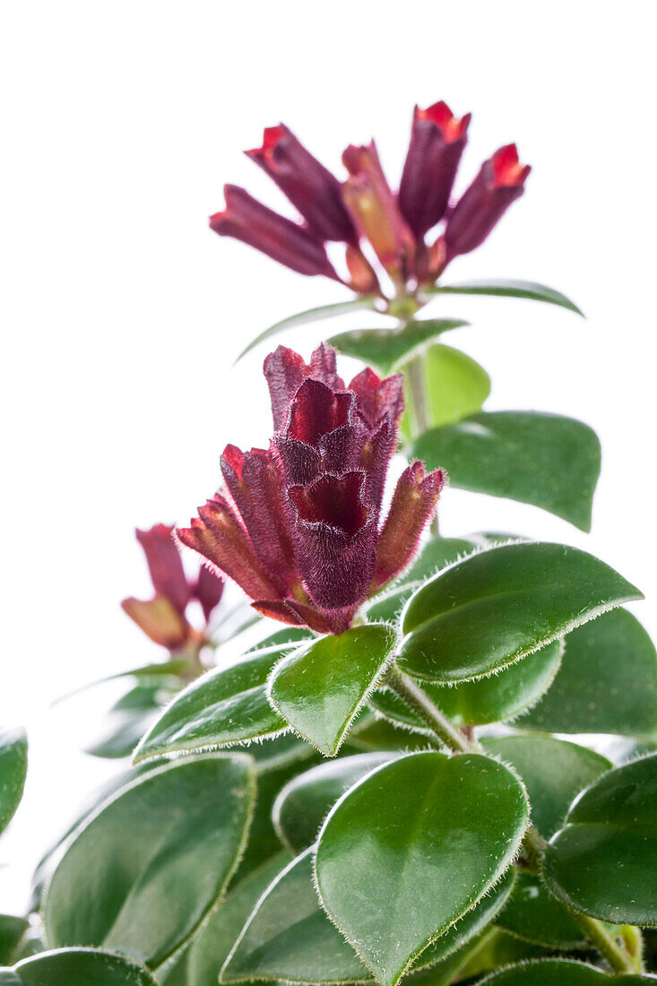 Aeschynanthus speciosus 'Mona Lisa'