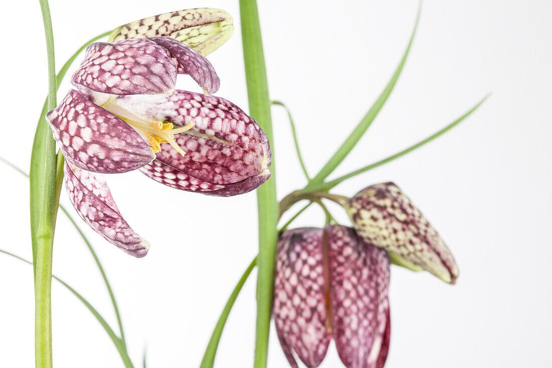 Fritillaria meleagris