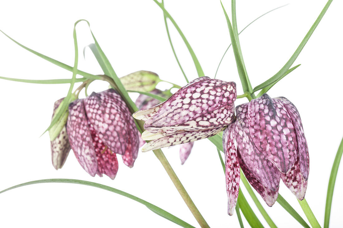 Fritillaria meleagris