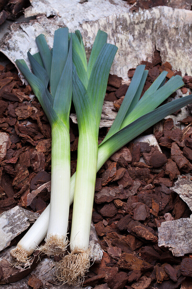 Allium porrum