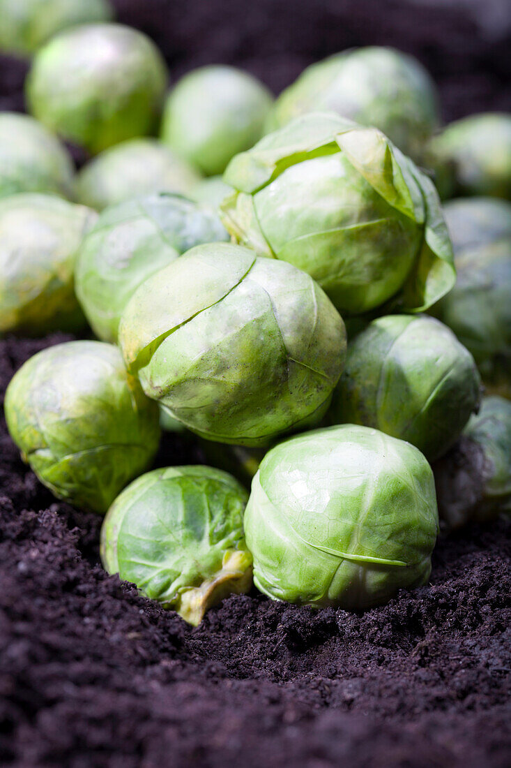 Brassica oleracea var. gemmifera