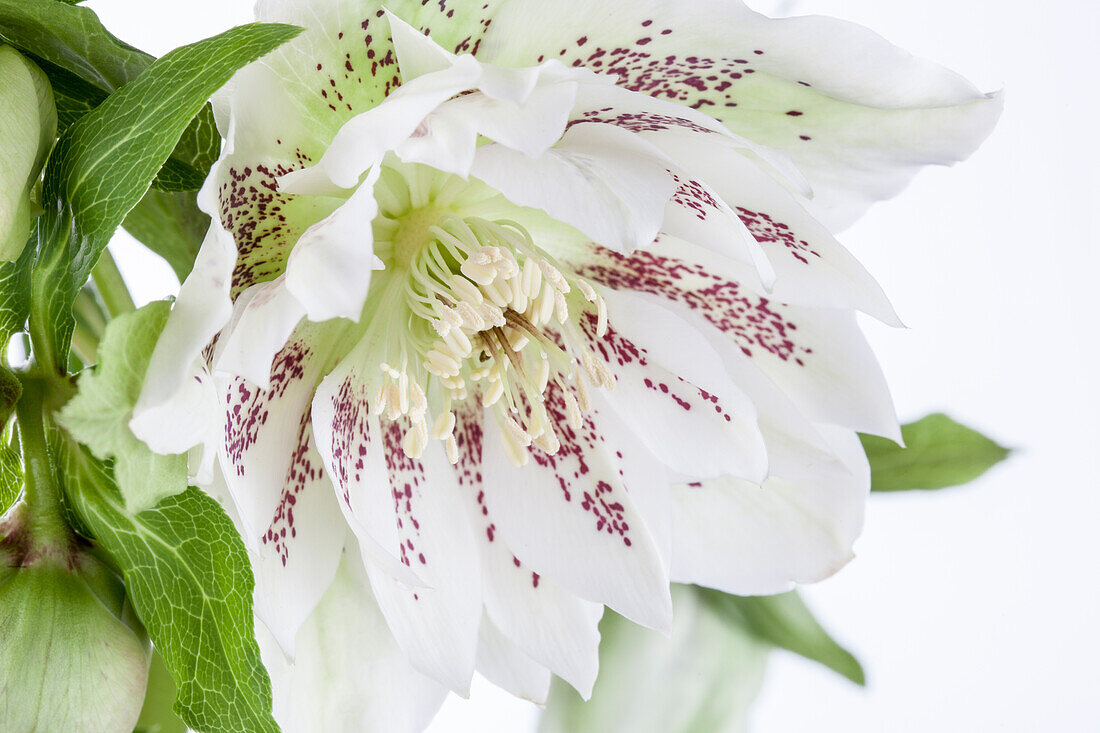 Helleborus orientalis