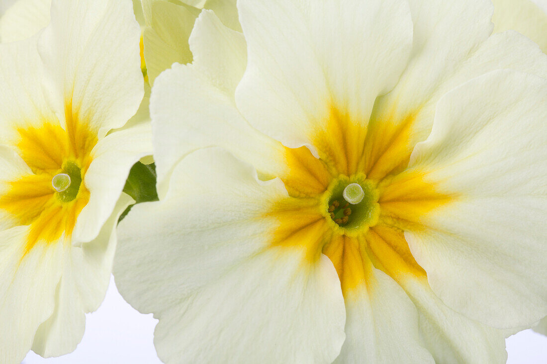 Primula elatior, white