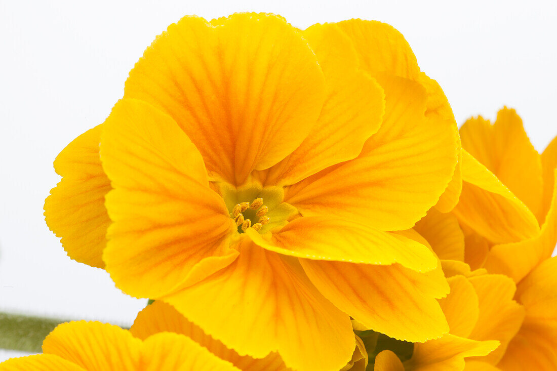 Primula elatior, yellow