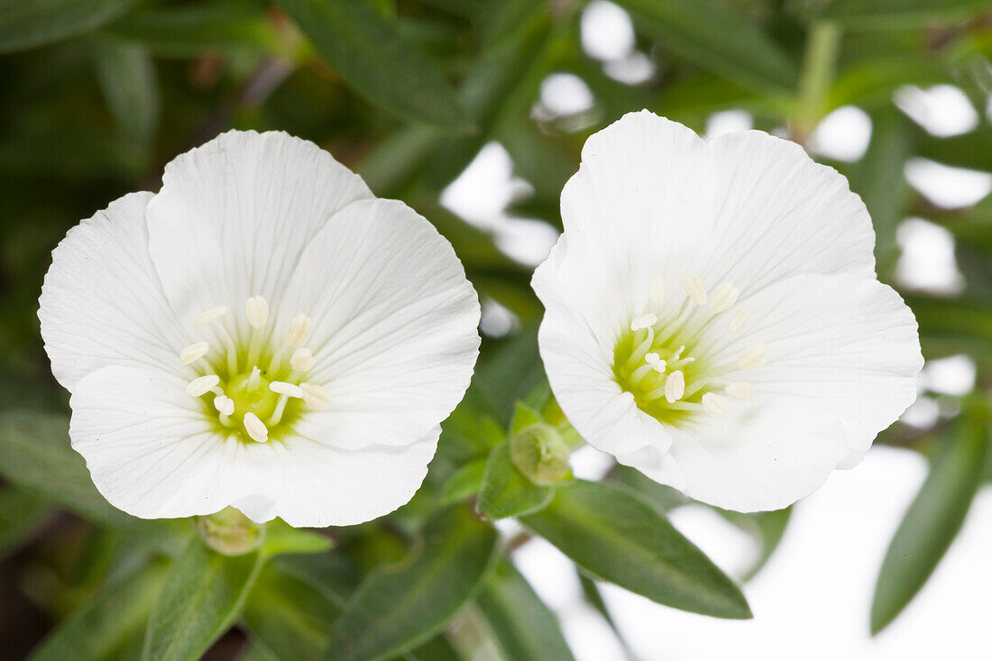 Arenaria montana