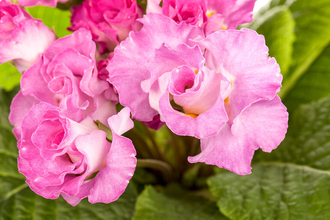 Primula denticulata 'Rose Queen'