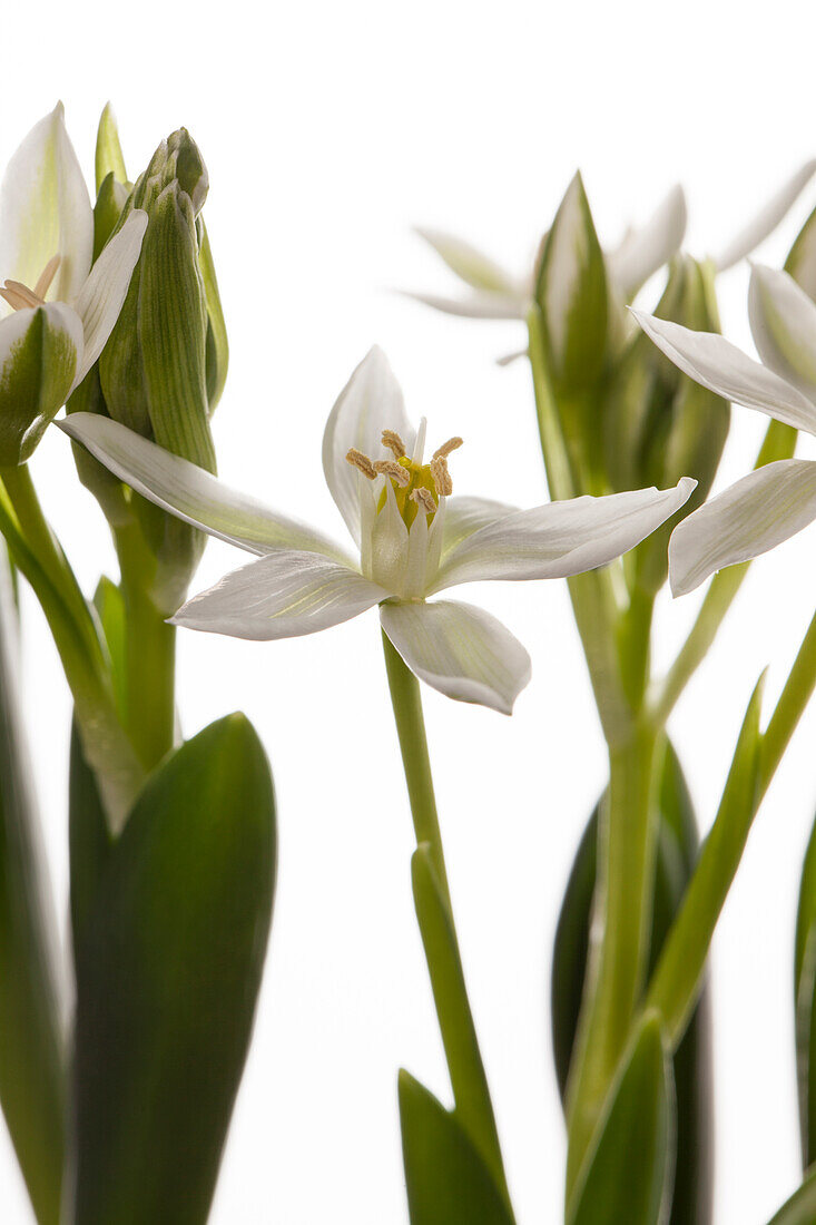 Ornithogalum balansae