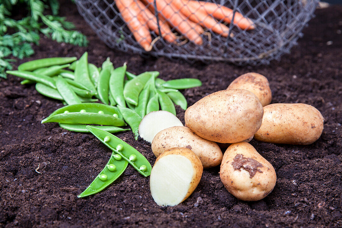 Solanum tuberosum, Pisum sativum