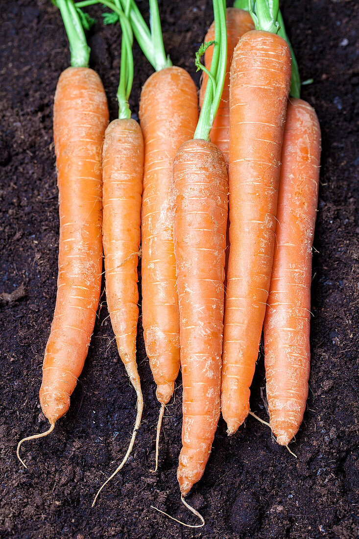 Daucus carota var. sativus