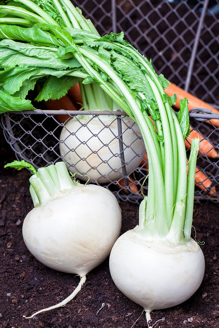 Brassica rapa subsp. rapa var. majalis