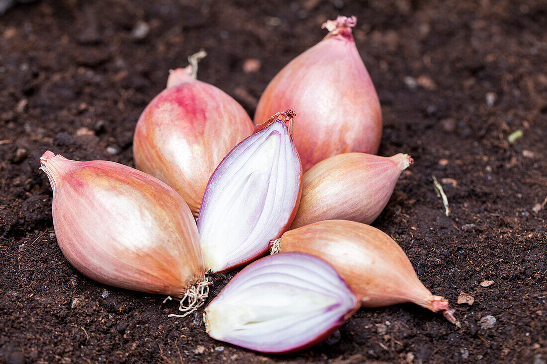 Allium cepa 'Zarte Lotte' (Delicate Lotte)