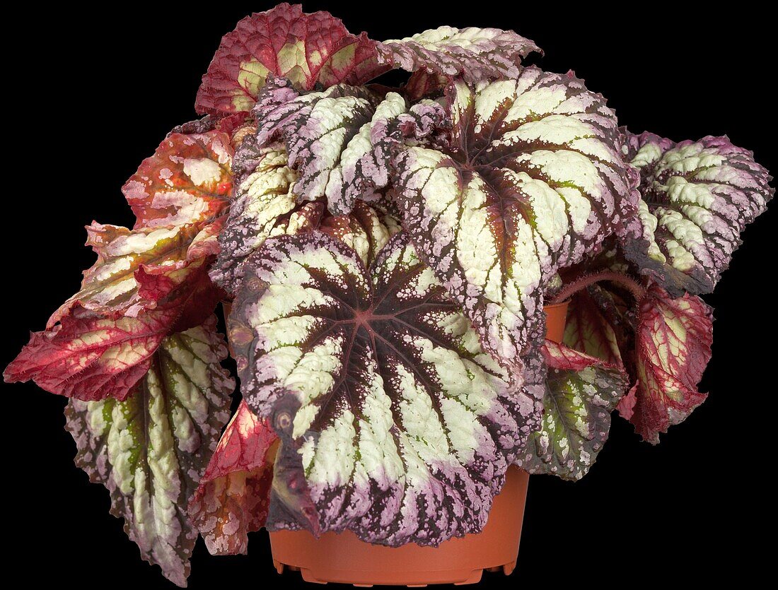 Begonia rex 'Magic Colour'