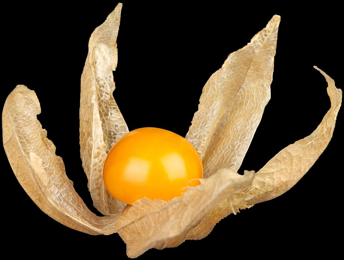 Physalis