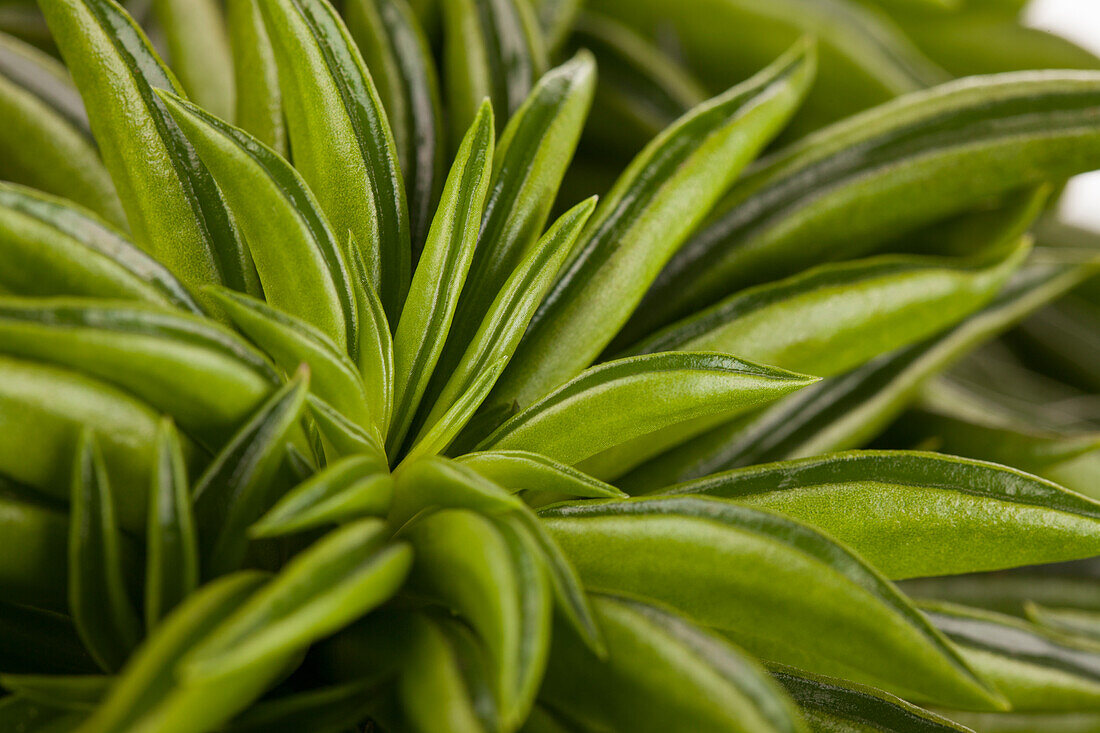 Peperomia ferreyrae 'Happy Bean'