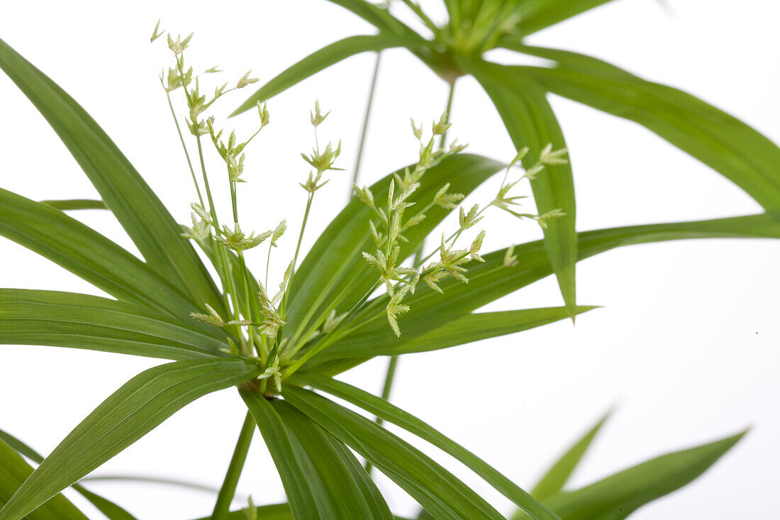 Cyperus papyrus 'Green Gold'