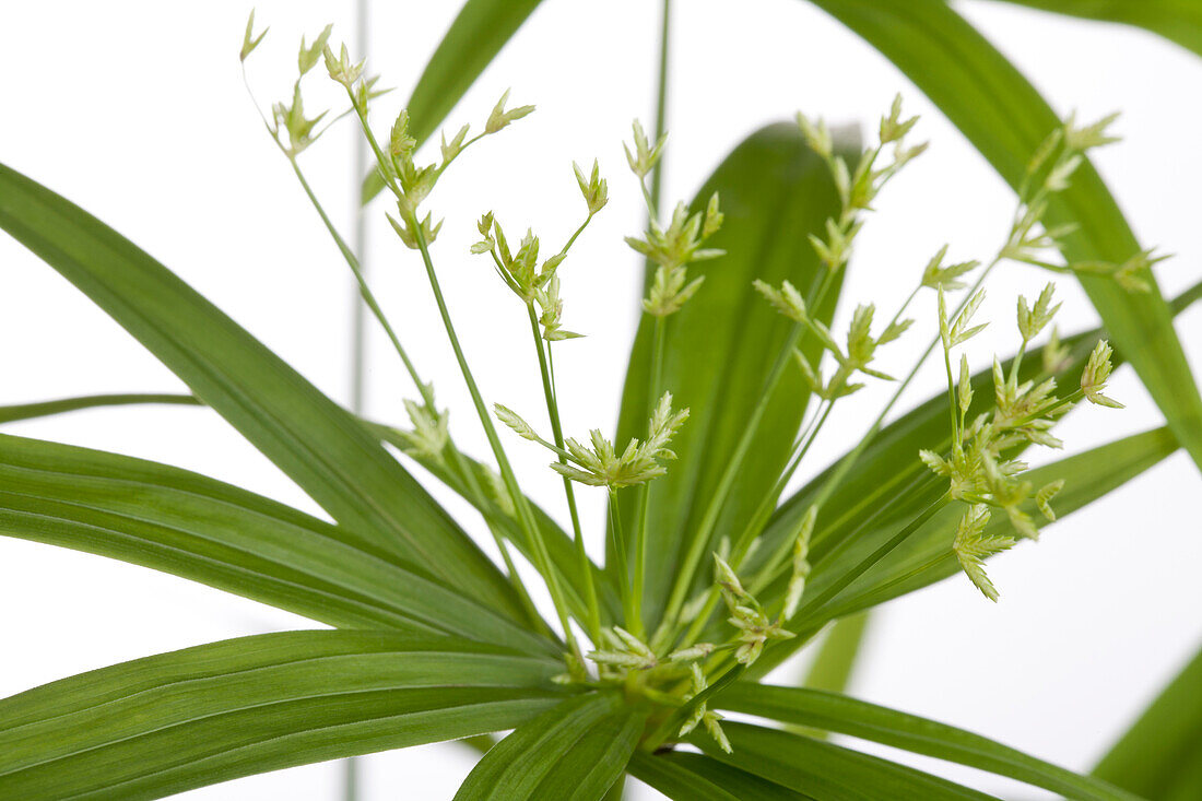 Cyperus papyrus 'Green Gold'