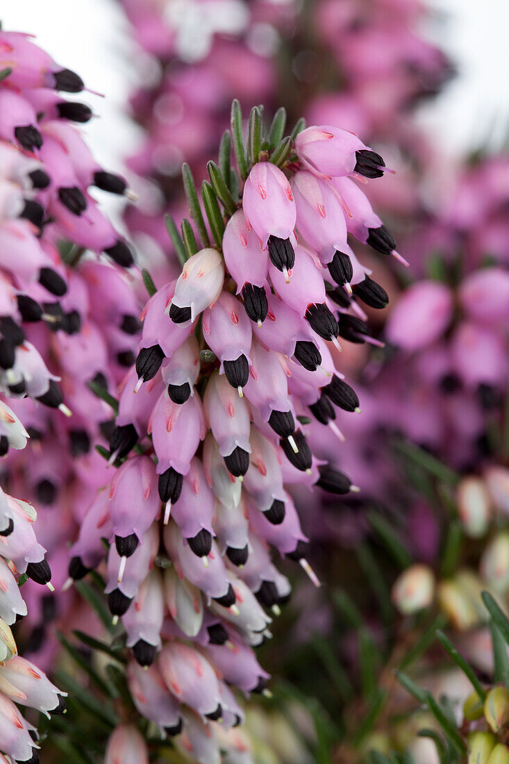 Erica darleyensis 'Lena'