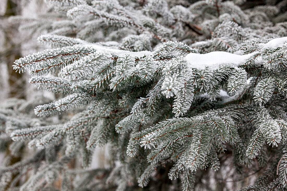 Abies nordmanniana with hoar frost