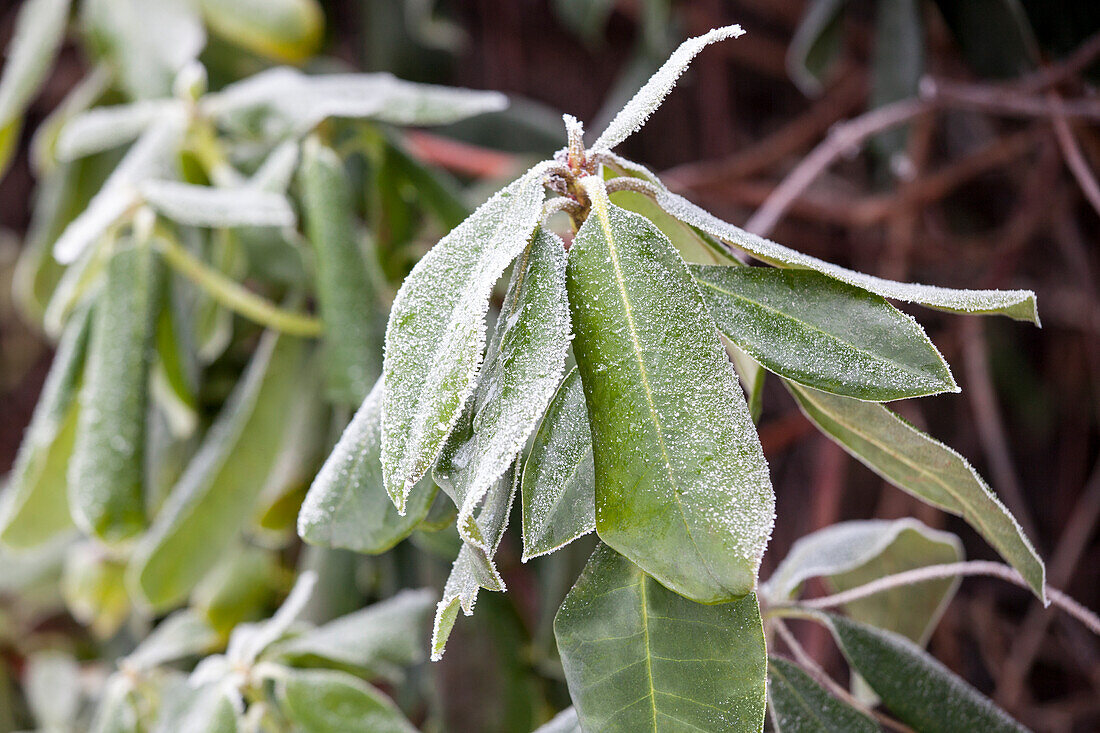 Rhododendron with hoarfrost