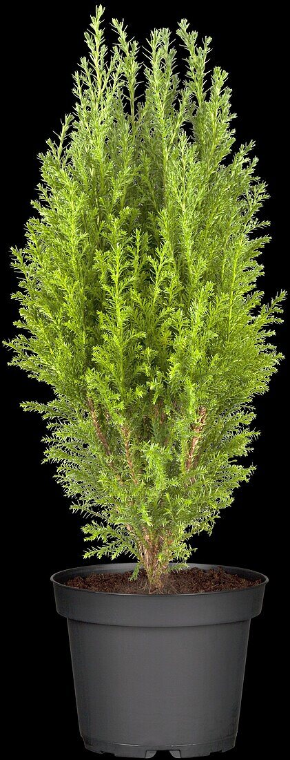 Chamaecyparis thyoides 'Excellent Point'®