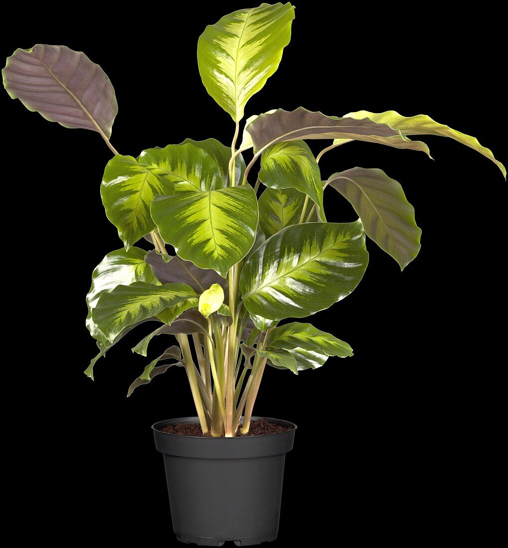 Calathea warscewiczii