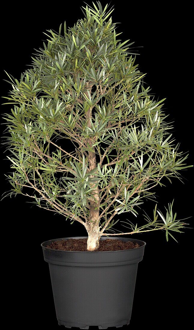 Podocarpus nivalis