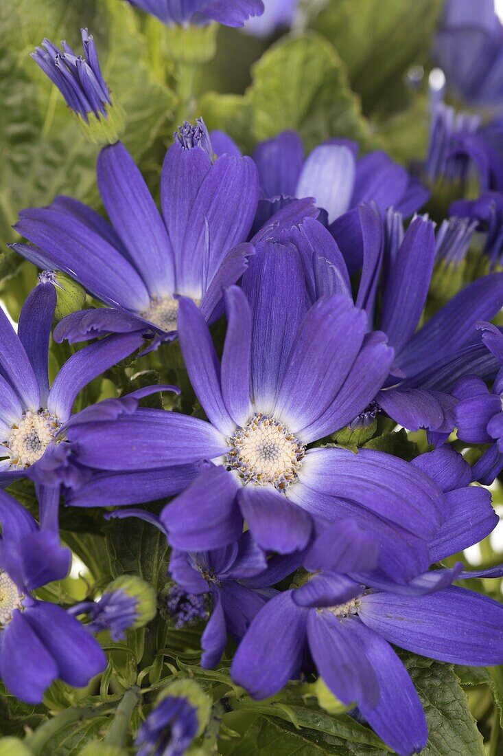 Cineraria