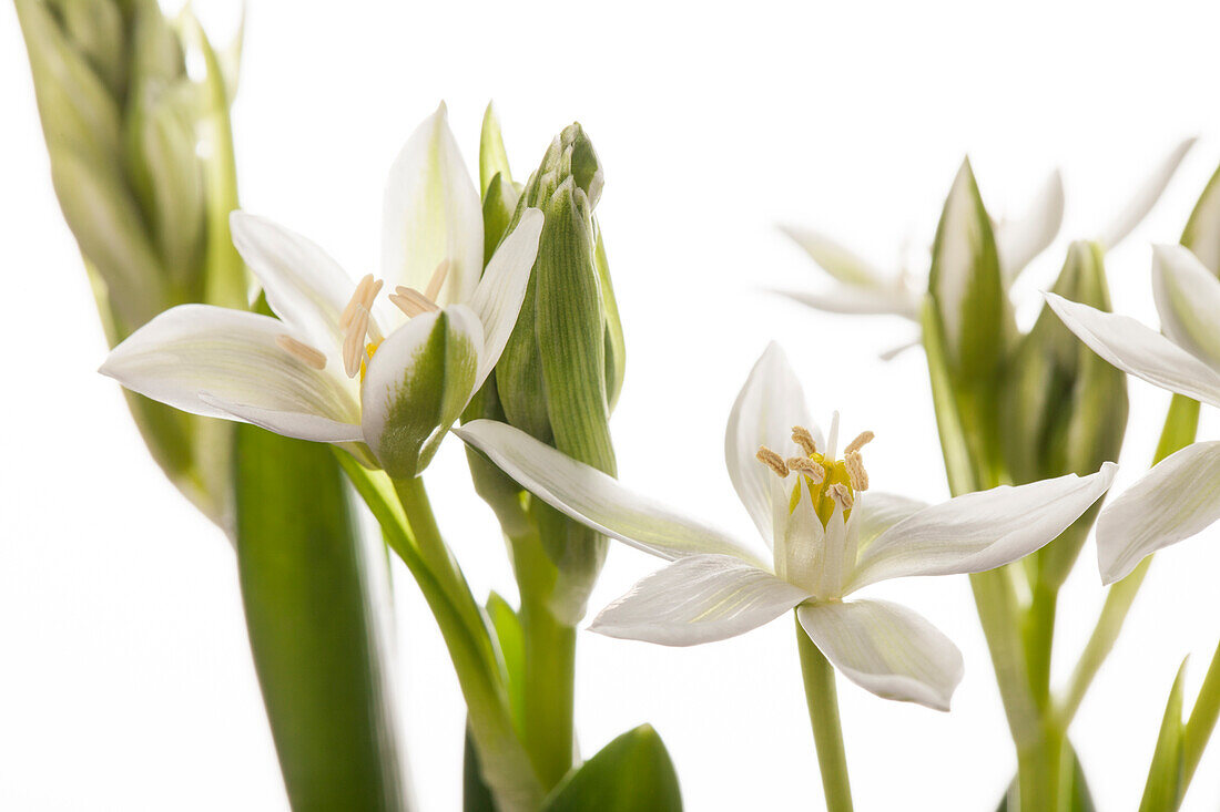 Ornithogalum balansae