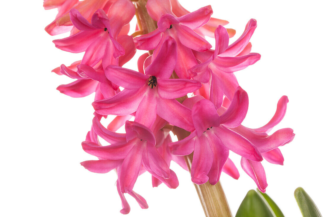 Hyacinthus orientalis 'Jan Bos'