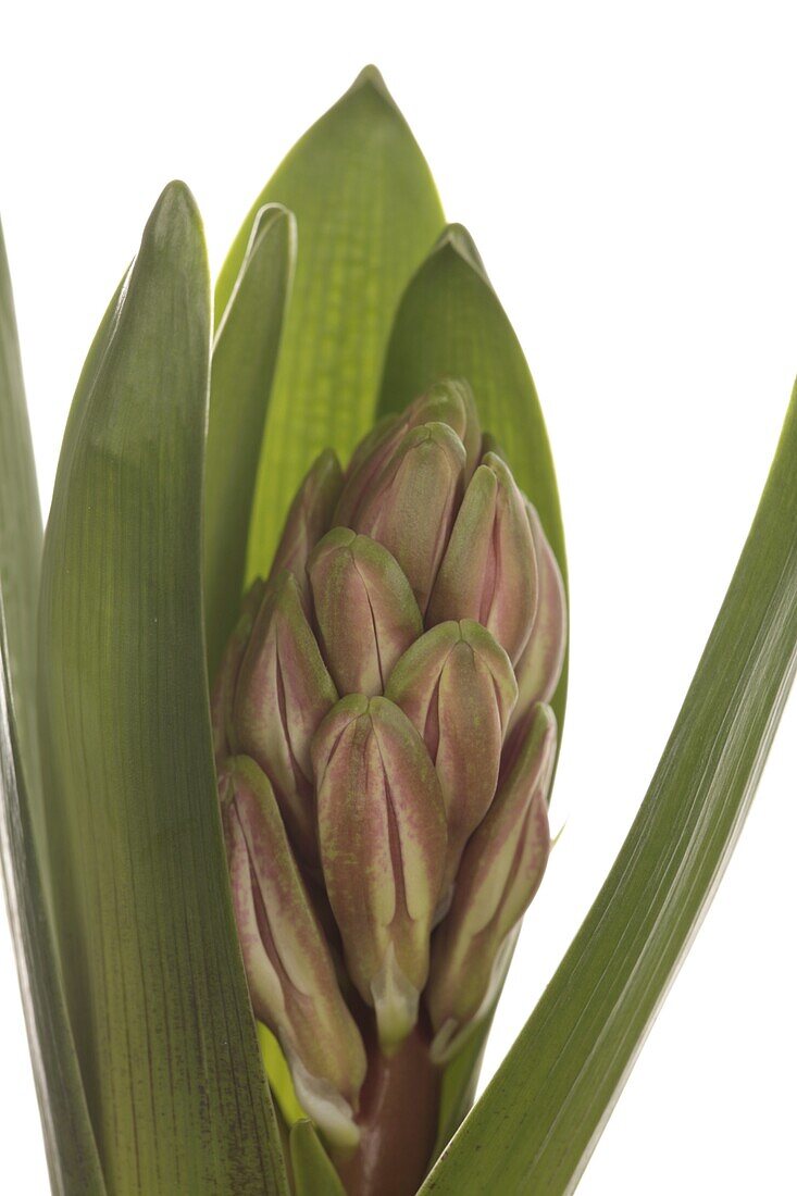 Hyacinthus orientalis