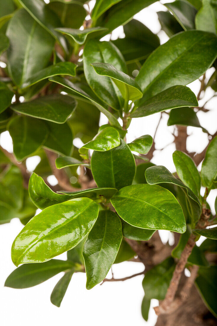 Ficus microcarpa 'Ginseng'