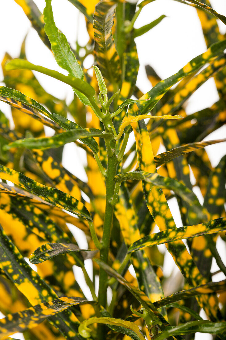 Codiaeum variegatum var. pictum