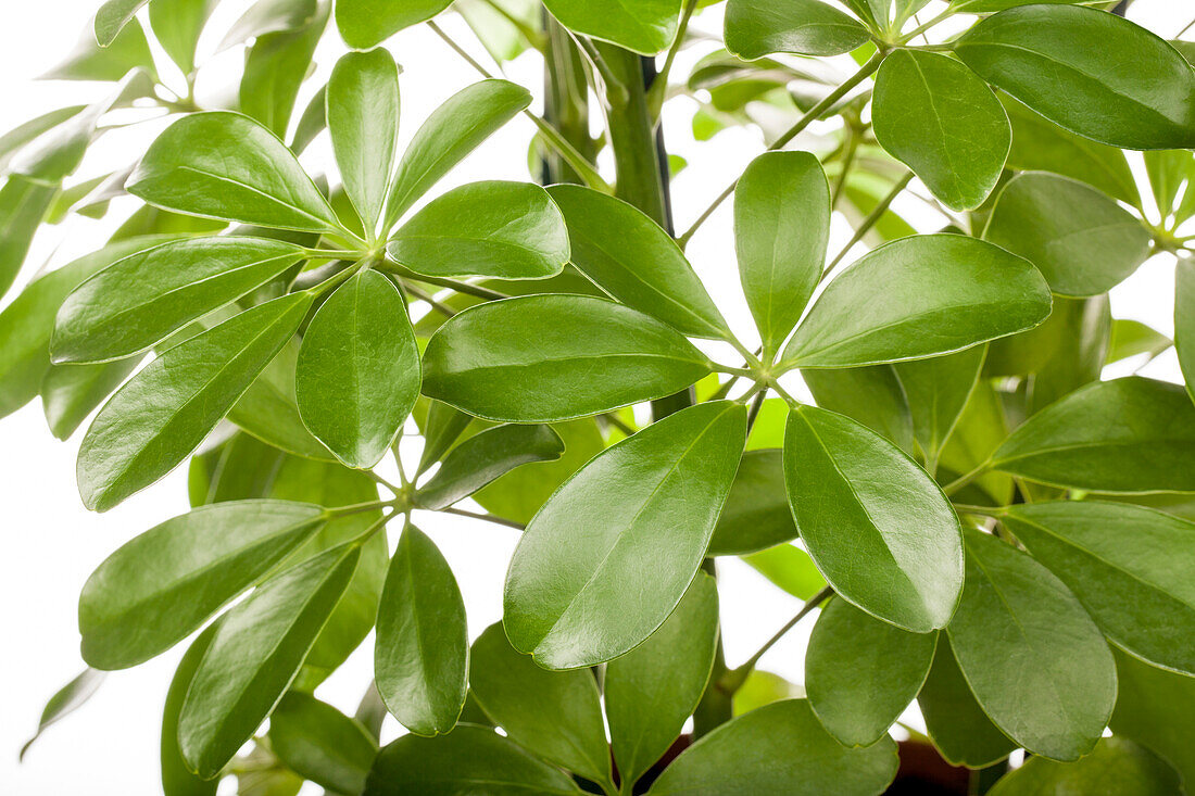 Schefflera arboricola 'Nora'