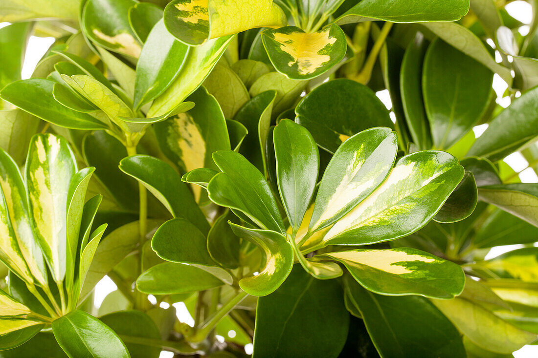 Schefflera arboricola