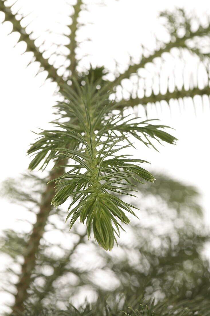 Araucaria heterophylla