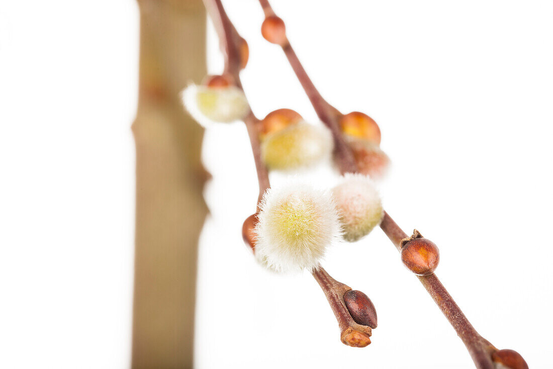 Salix caprea 'Curly Locks'