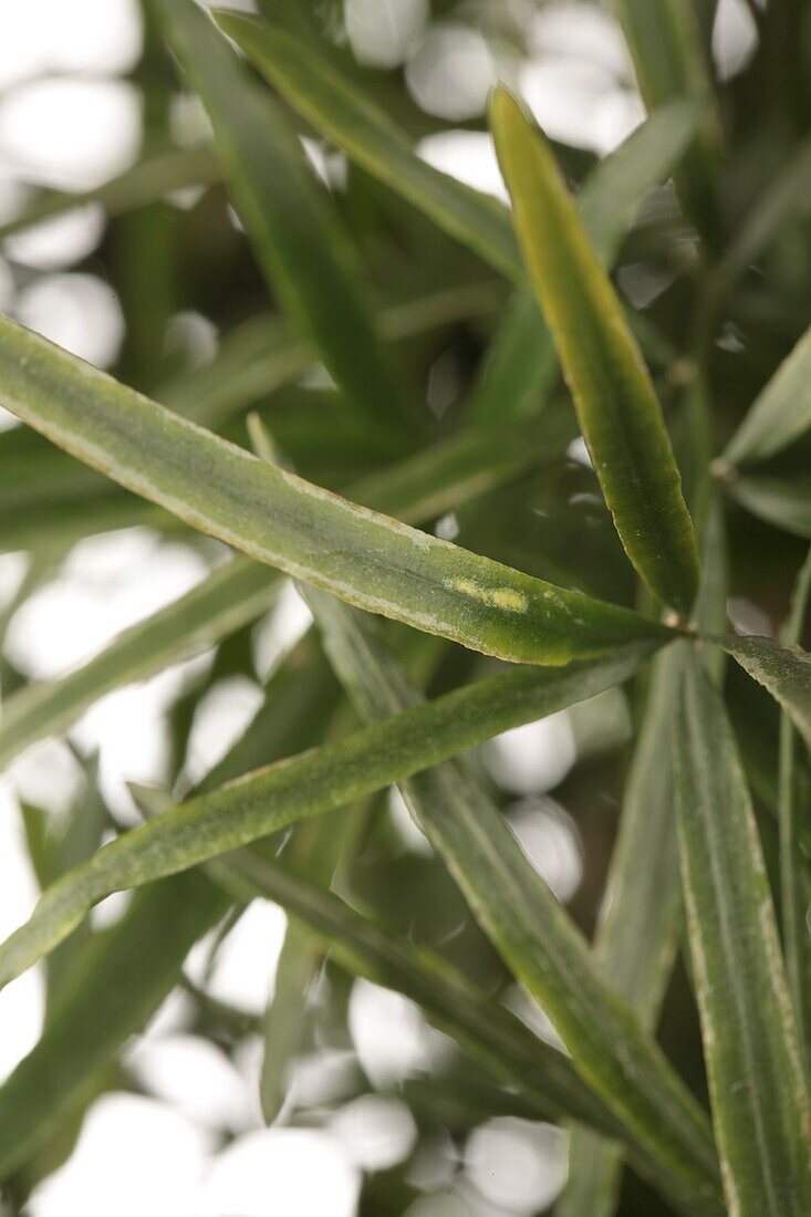 Asparagus falcatus