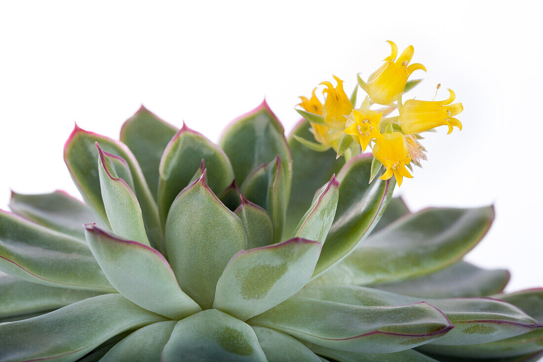 Echeveria