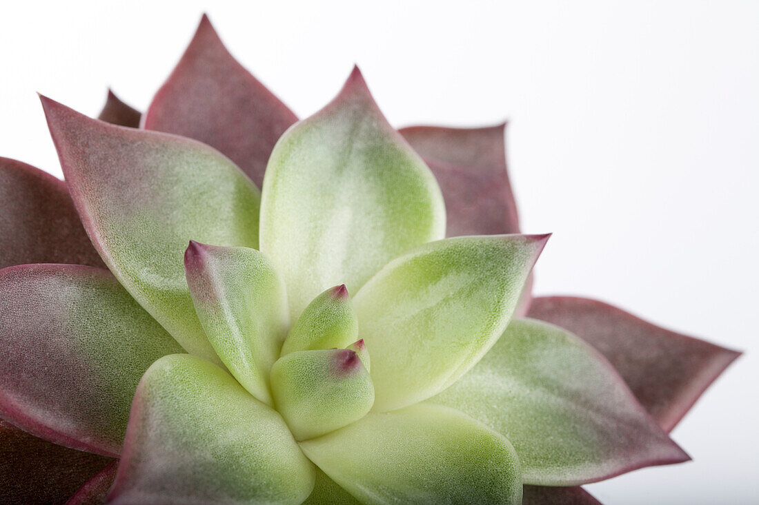 Echeveria agavoides