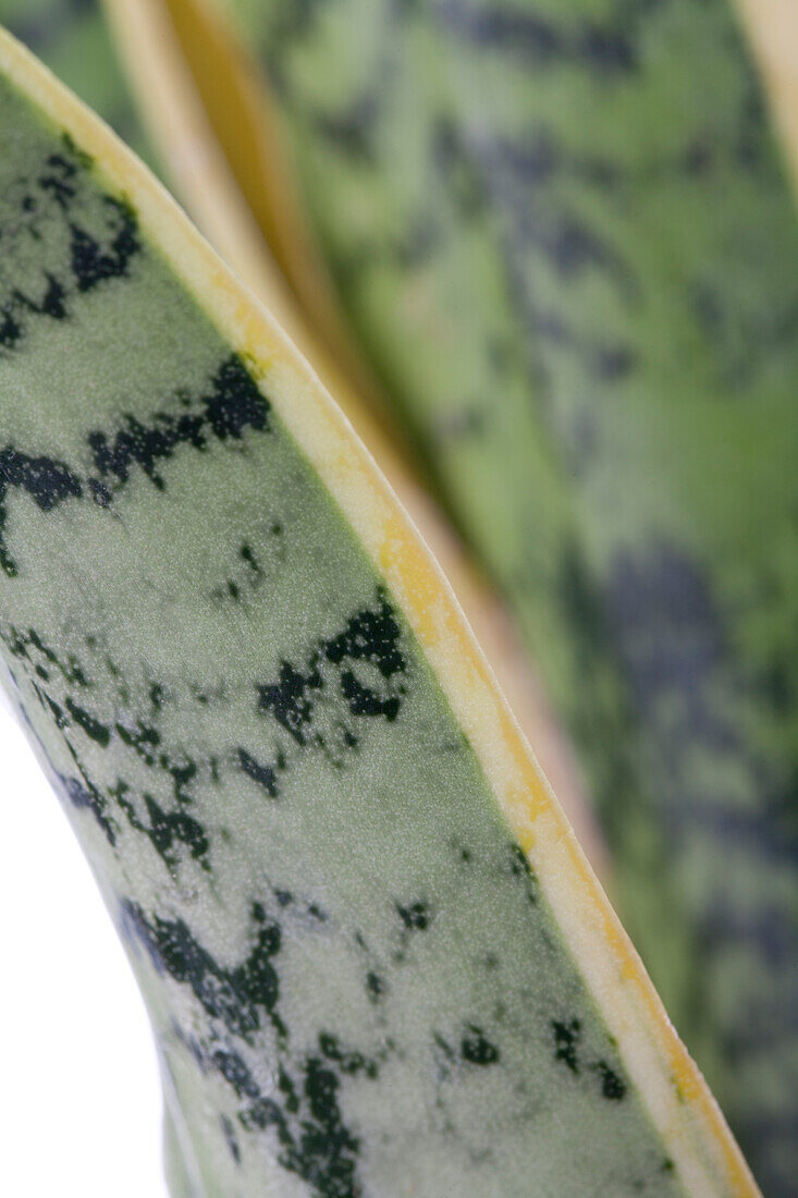 Sansevieria trifasciata var. laurentii