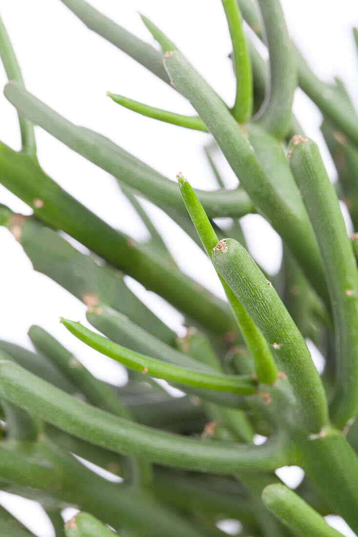 Euphorbia tirucalli