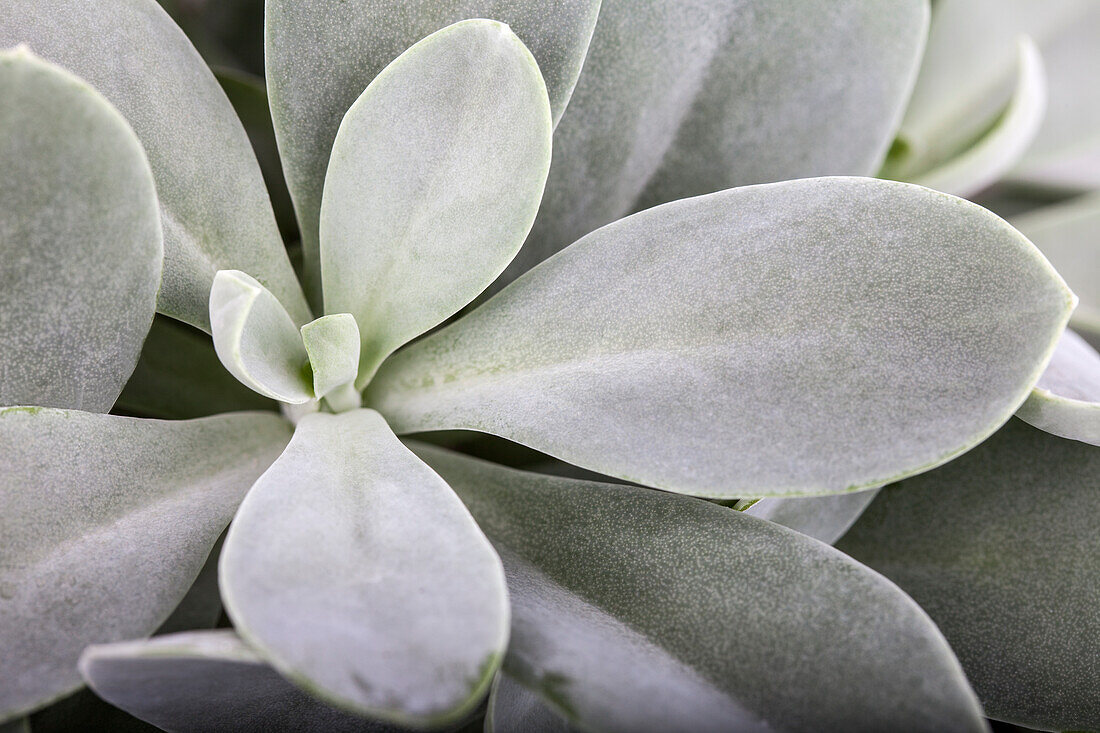 Senecio cephalophorus